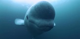The Mystery of the Belugas