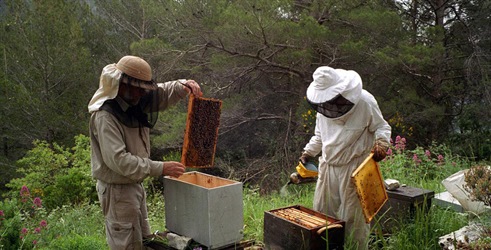 Nestajanje pčela: Zagonetka riješena