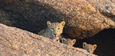 Leopardove stijene