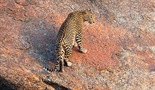 Leopardove stene