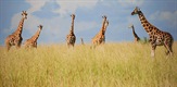 Žirafa: Afrički div