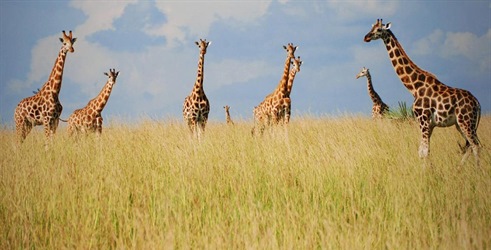 Žirafa: Afrički div