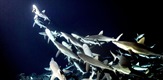 700 morskih pasa