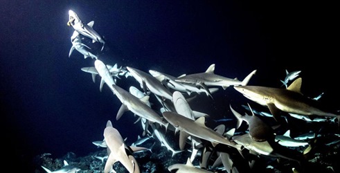 700 morskih pasa