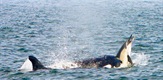 Mega Hunt: Killer Whales Of The Cape