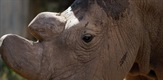 Sudan, posljednji nosorog