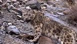 Prirodni svijet - Snježni leopardi