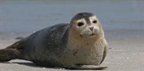 Seals - Bullies In Blubber