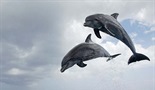 Delfini - Špijun među delfinima