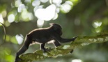 Svet prirode - upoznajte majmune