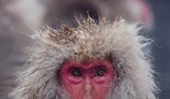 Svet prirode - snežni majmuni