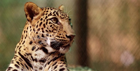 Prirodni svijet: Leopardi - neprirodna povijest