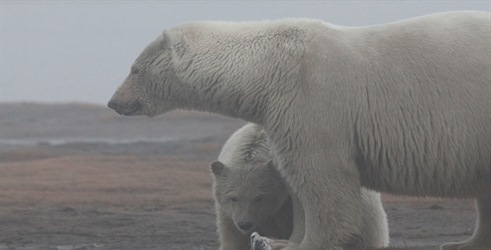 Divlja Aljaska: Arktičko leto