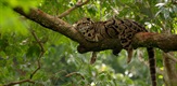Indijski divlji leopardi