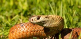 Ostrvo zmija: divlje i smrtonosne