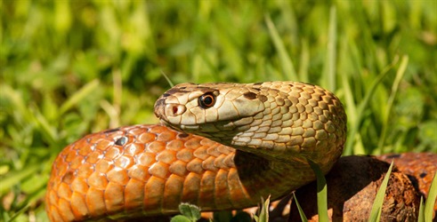 Otok zmija: divlje i smrtonosne