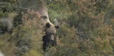 Medvjed - Divlji prizori iz Asturije