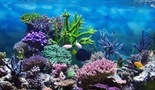 Veliki koralni greben: Živeči zaklad