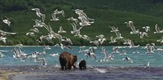 Kamchatka Bears. Life Begins