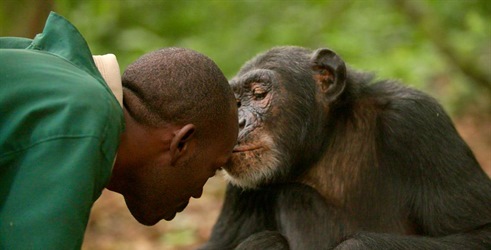 Otok čimpanza