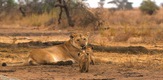 Velike mačke u Serengetiju