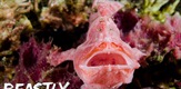 Neobična stvorenja batangaskog mora