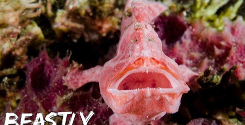 Neobična stvorenja batangaskog mora