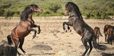 Horses In The Storm - Sardinia's Rocky Sanctuary / Pferde Im Sturm - Das Wilde Herz Sardiniens