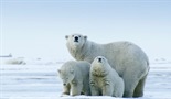 Ameriška Arktika: Ogroženo zatočišče
