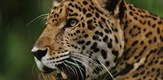 Prirodni svijet - jaguari: Brazilske super mačke