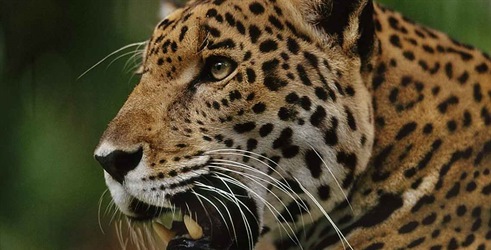 Prirodni svijet - jaguari: Brazilske super mačke