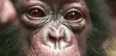 Male čimpanze
