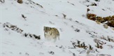 Snežni leopardi i prijatelji