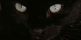 Gatto nero / Black Cat / The Black Cat