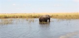 Okavango - Plima života