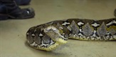 Man-Eating Python / Man Eating Python