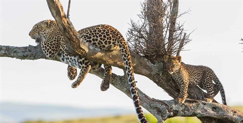 Ženka leoparda