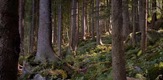 Njemačka čudesna šuma