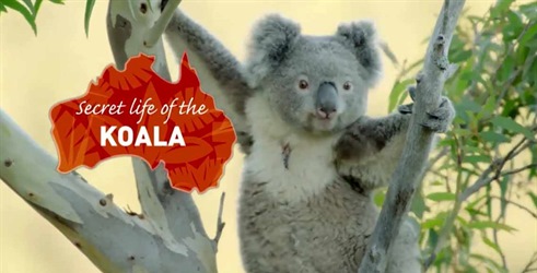 Tajni život koala