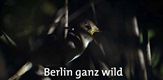 Berlin ganz wild! / Berlin Gone Wild