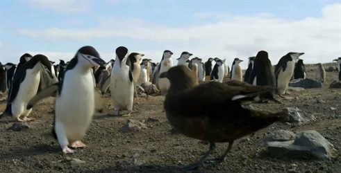 Pingvini: Upoznajte obitelj