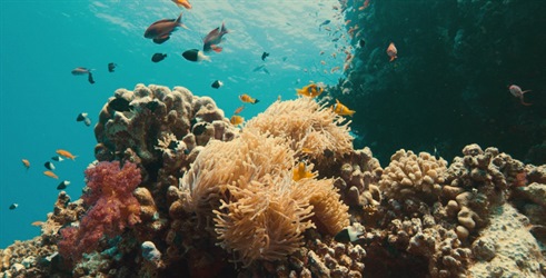 Ispod površine: Borba za koralje