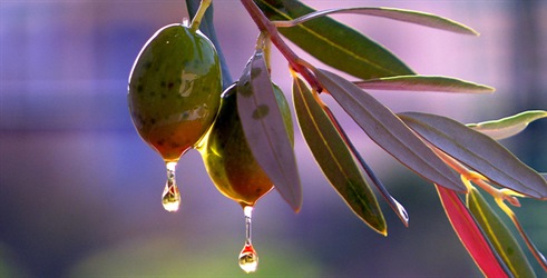Olive Tree: The gift of the Goddess