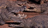Okruženi krokodil