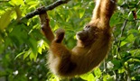 Poslednji raj orangutana