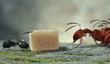 Dolina izgubljenih mrava