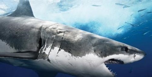 Dosije - Napad morskog psa
