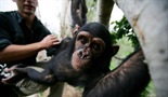 Bekstvo u raj za šimpanze