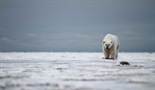 Invazija polarnih medveda