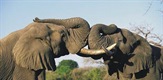 U potrazi za slonovima iz Knisne